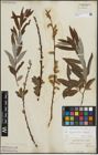 Foto von Salix appendiculata Vill. x Salix eleagnos Scop.